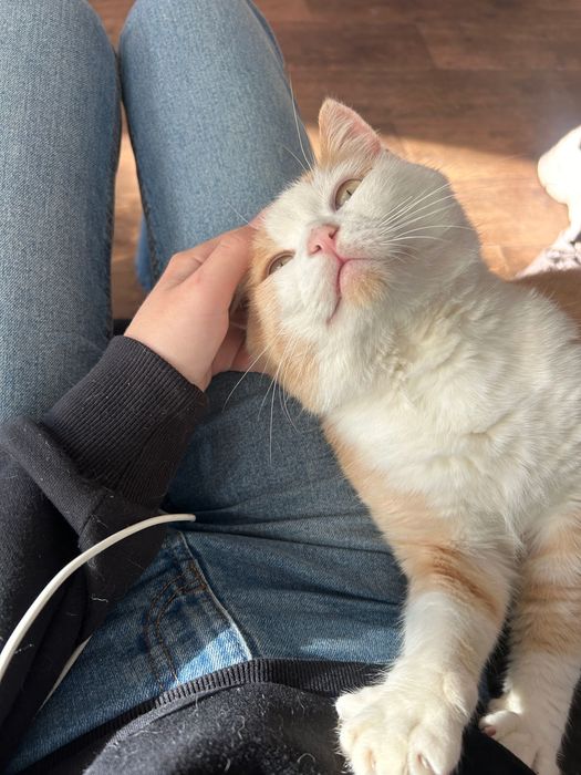 Кастрований рудий котик шукає дім. Кіт-липучка в добрі руки.