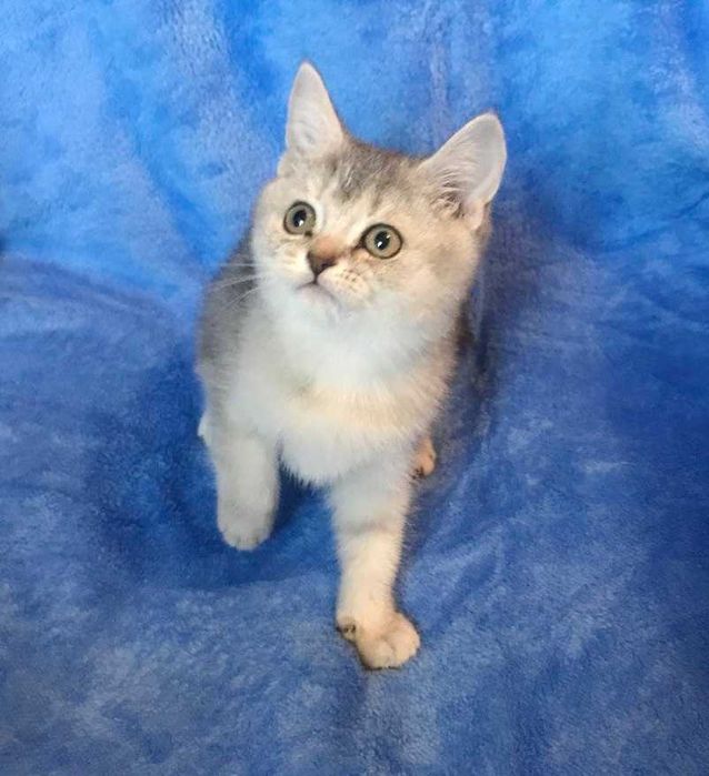 Очень умная чистокровная шотландская девочка тикированная шиншилла