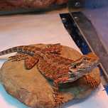 Agama brodata, agamy brodate