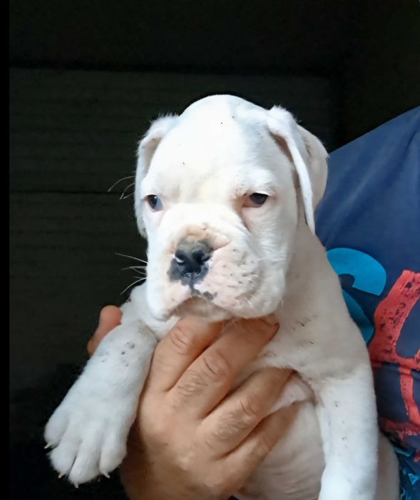 Boxer macho (afixo casa do Niko)