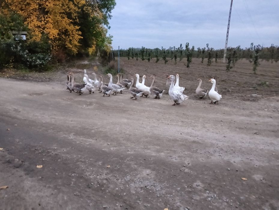 Gęsi mieszańce chołmogory