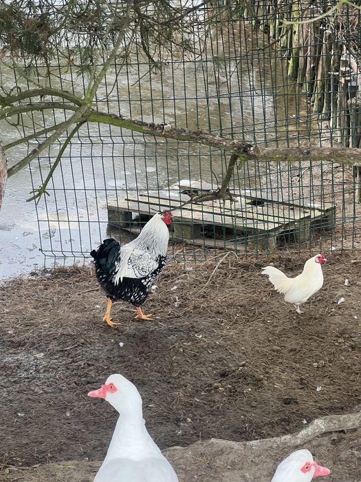 Sprzedam koguta wyandotte