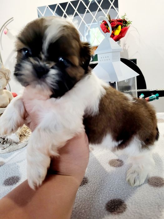 Sunia shih tzu wyprawka. Chip. Rodowód zapraszam