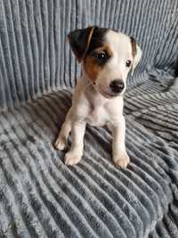 Suczka Jack Russell Terrier