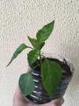 Plantas malaguetas