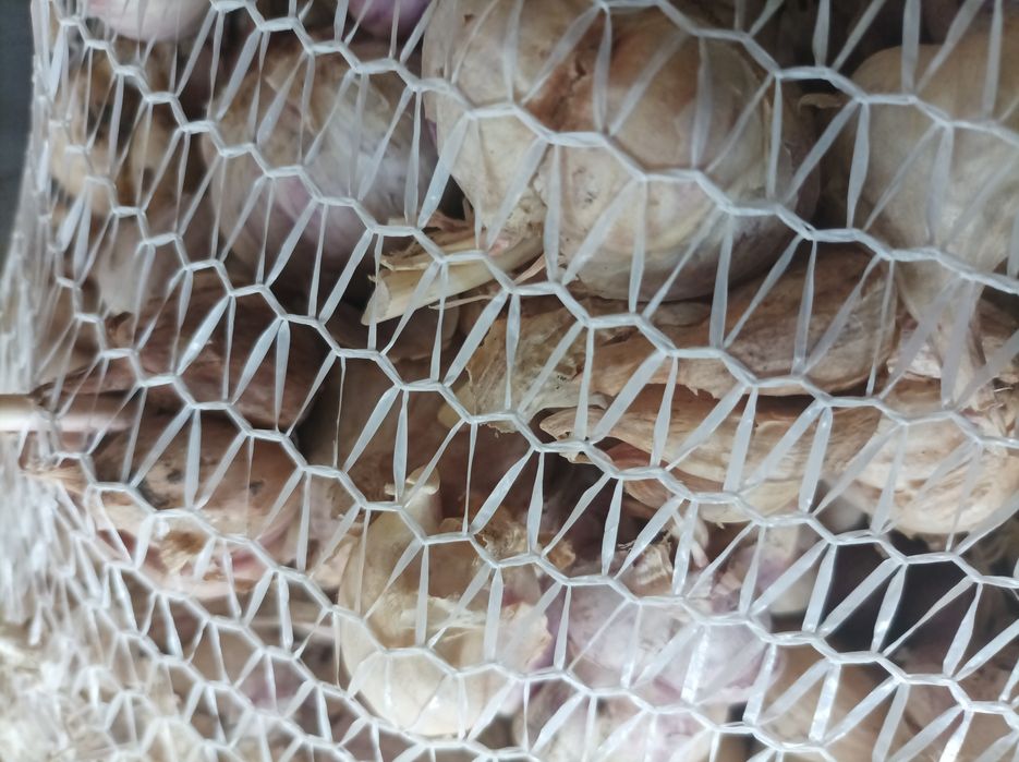 Czosnek kilowka zdrowa drobne glowki