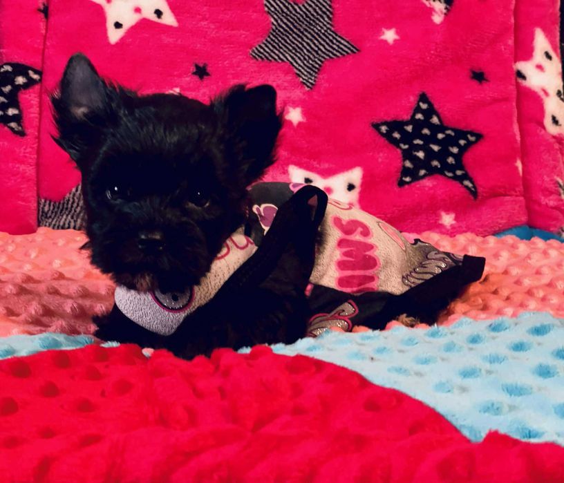 Czarny York - do odbioru. Nie wybarwi się. Oboje czarni rodzice.