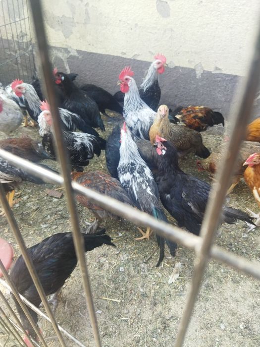 Kury ozdobne kurki i koguty