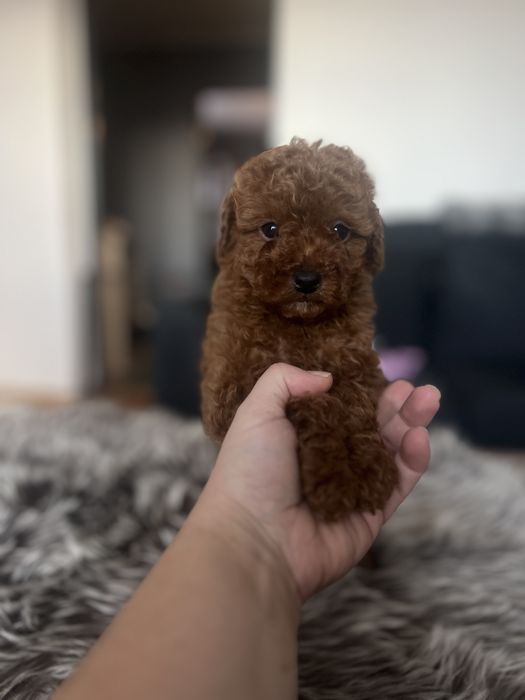 Pudel miniaturowy płowy