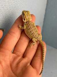 Бородата агама, Pogona vitticeps, тераріуми, обладнання, корми