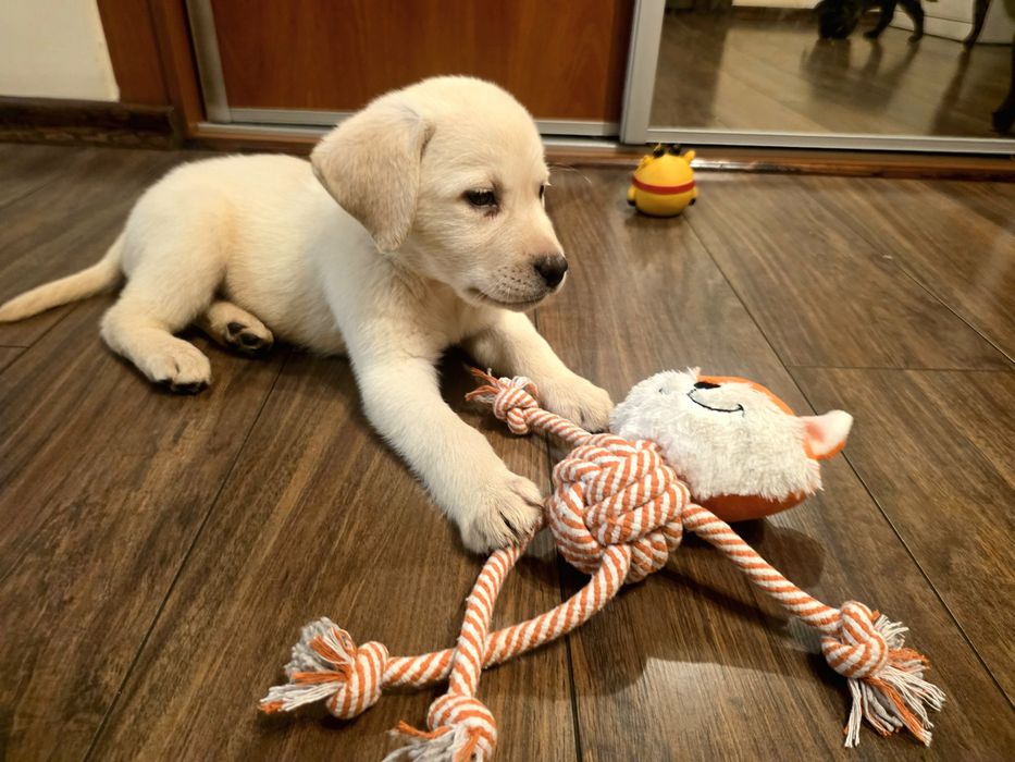 Labrador Retriever suczka FCI  DO ODBIORU