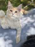 Biszkoptowy Kocurek Maine Coon
