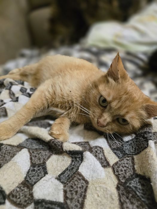 Киця в добрі ручки!