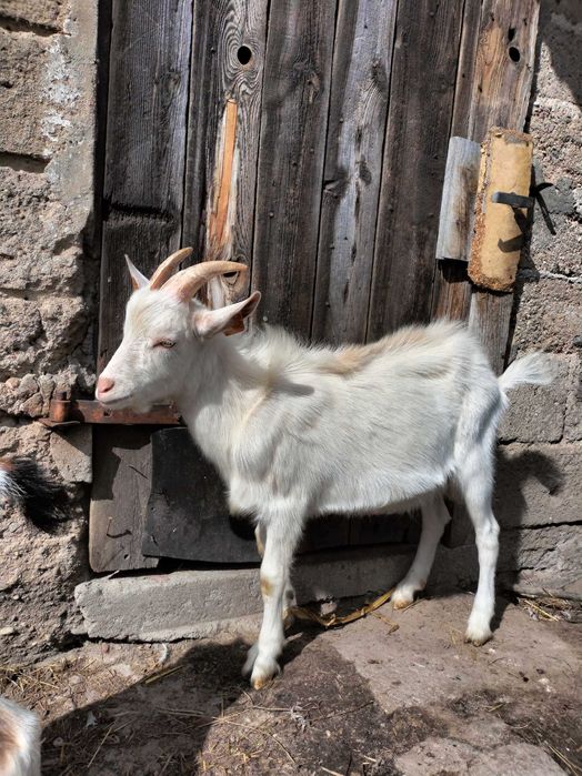 Koziołek szuka nowego domu