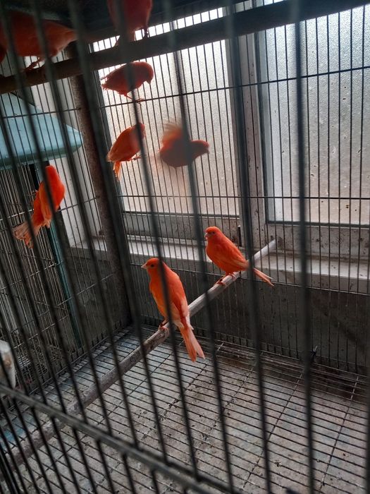 canarios vermelhos  e brancos