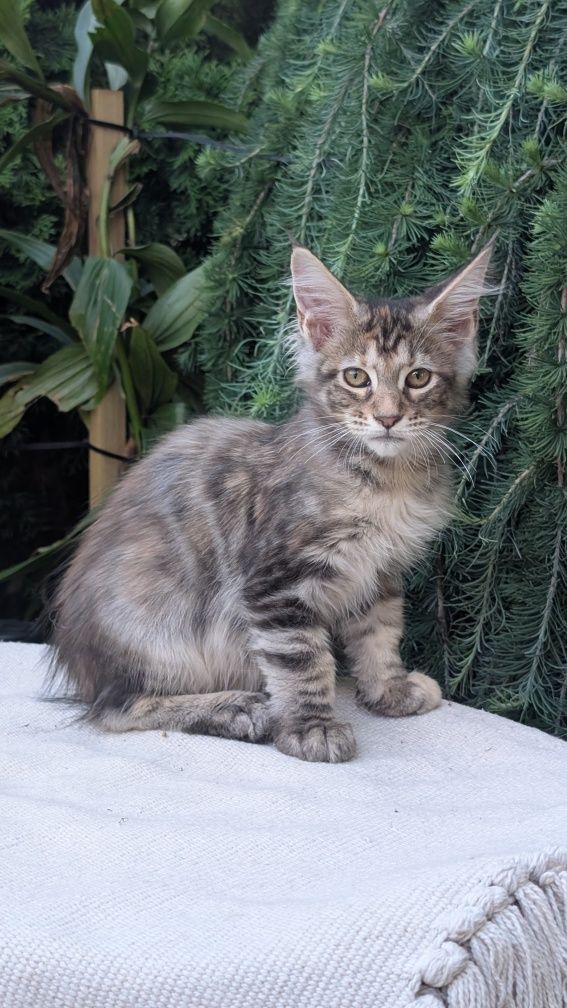 Szylkretka ZOE kotka Maine Coon. Zapraszamy