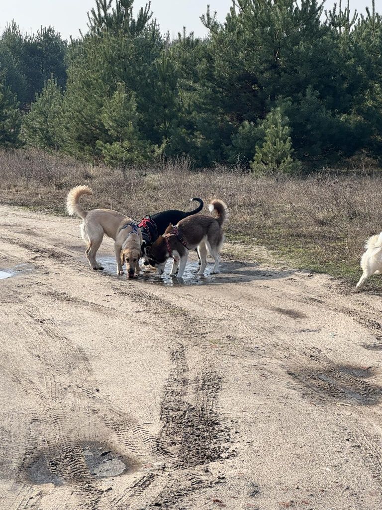 Zoopsycholog, behawiorysta zwierząt, psi terapeuta - także online!