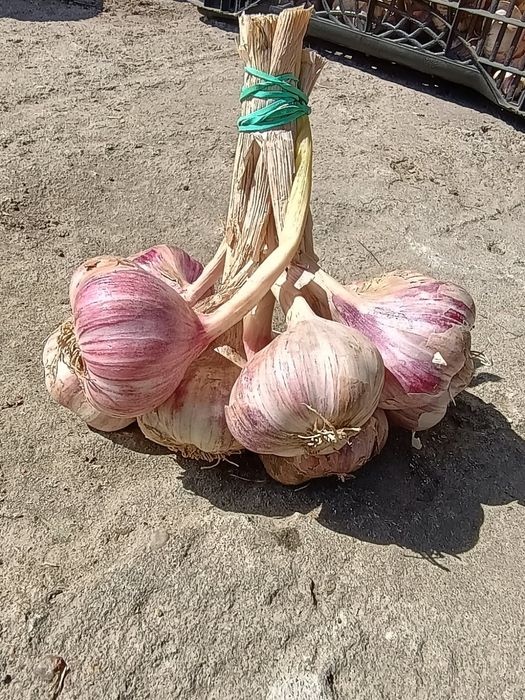 Polski czosnek harnaś