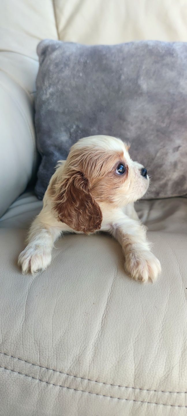 King Charles Cavalier bicolor (macho)