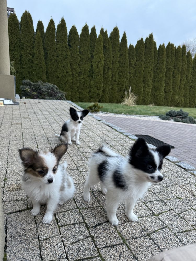 Papillon szczeniak Spaniel kontynwntalny miniaturowy