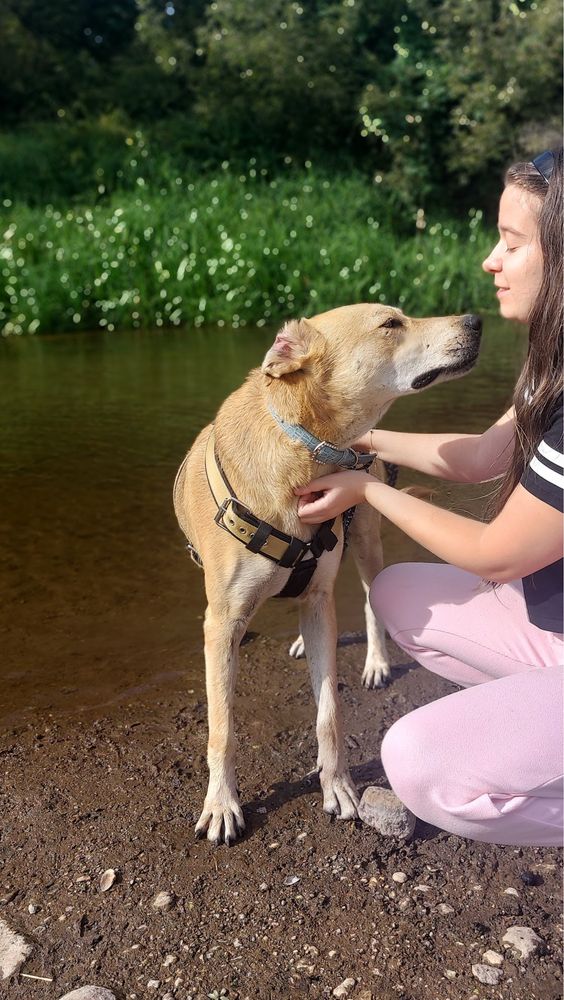Kochany Jetson do adopcji! Za darmo, do oddania