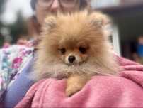Pomeranian szpic miniaturowy FCI ZKwP