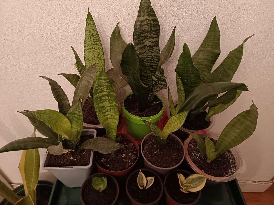 Plantas São Jorge várias