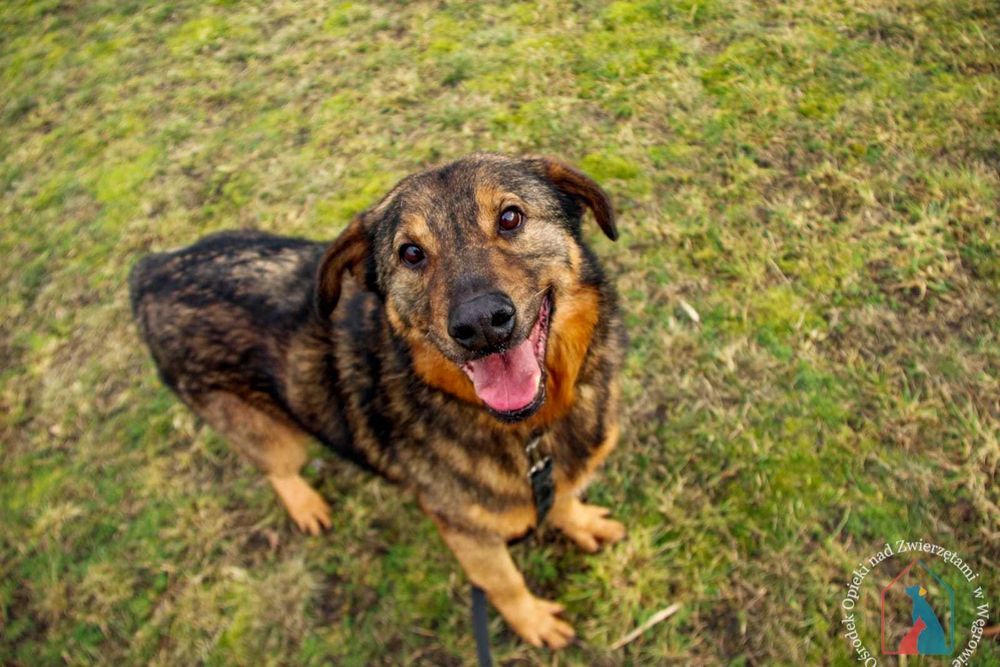 Fajny piesek Joker szuka domu!