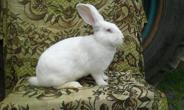Кролики різного віку. Термонті Гавана Полтавське срібло. Робочі кролі