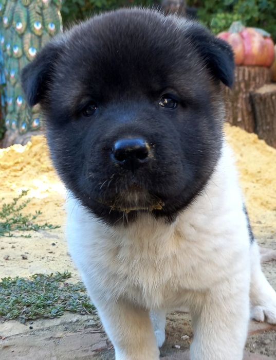 Щенки Американская акита, недорого!