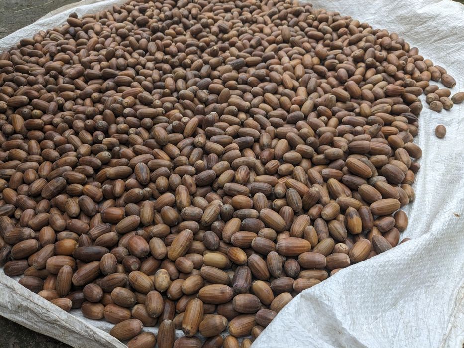 Жолуді дуба звичайного