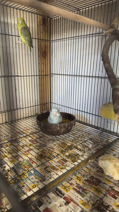 Vendo o meu plantel de aves