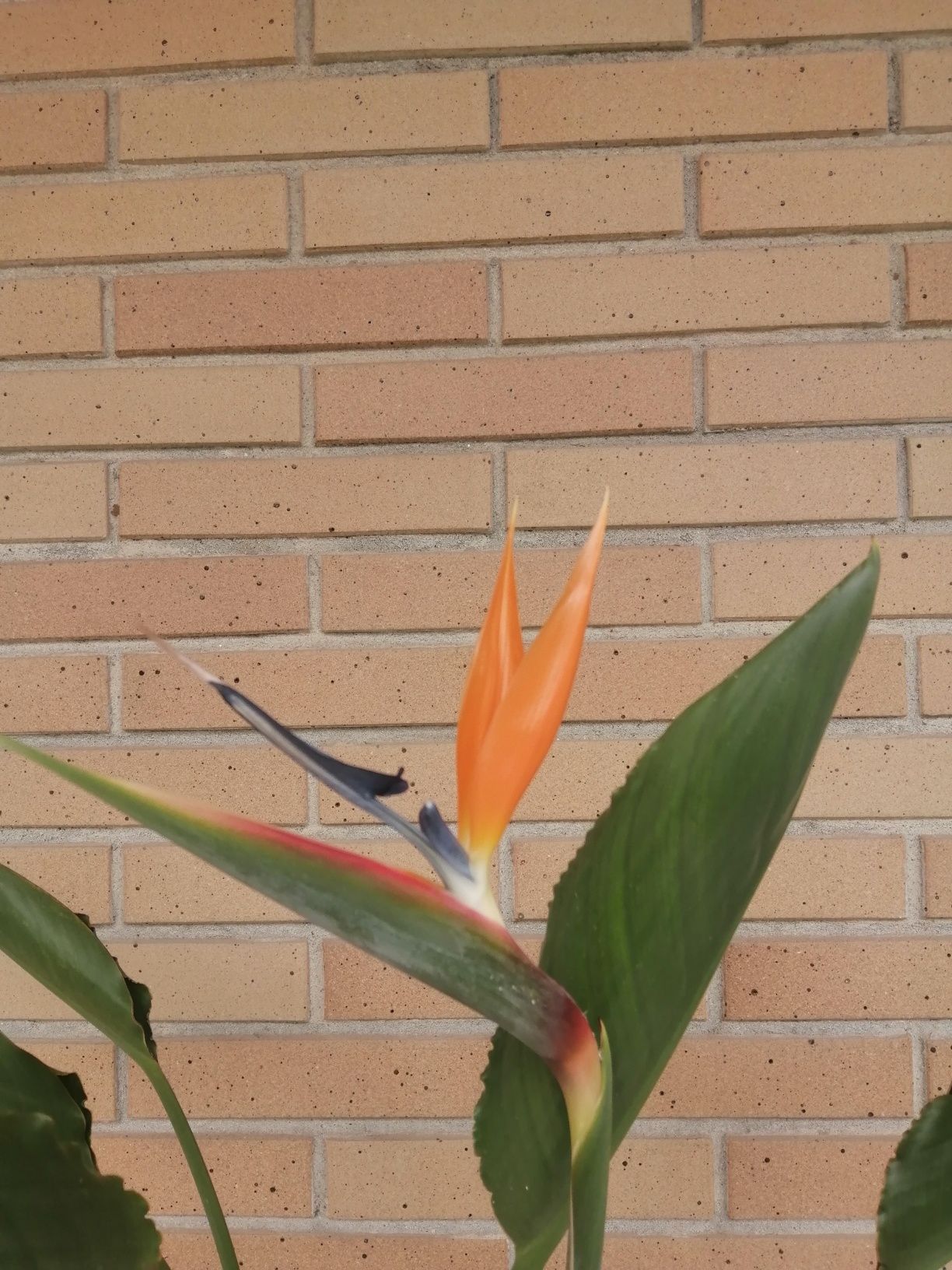 Estrelicia Reginae a dar flor.