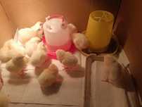 Kurczęta leghorn 100 szt.
