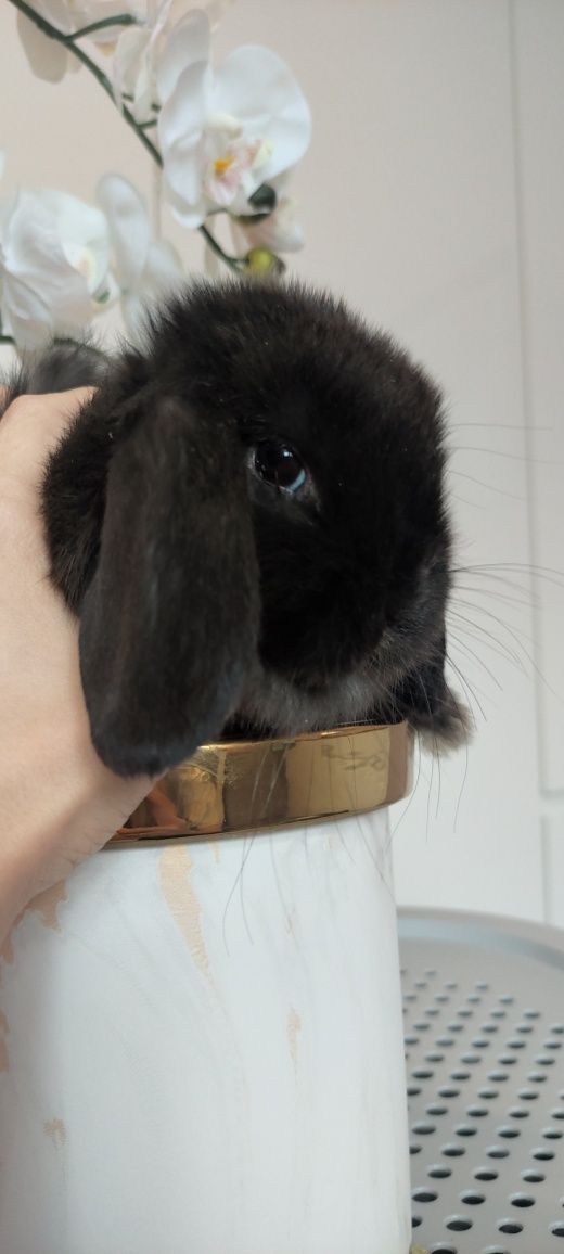 Mini Lop królik gotowe do odbioru