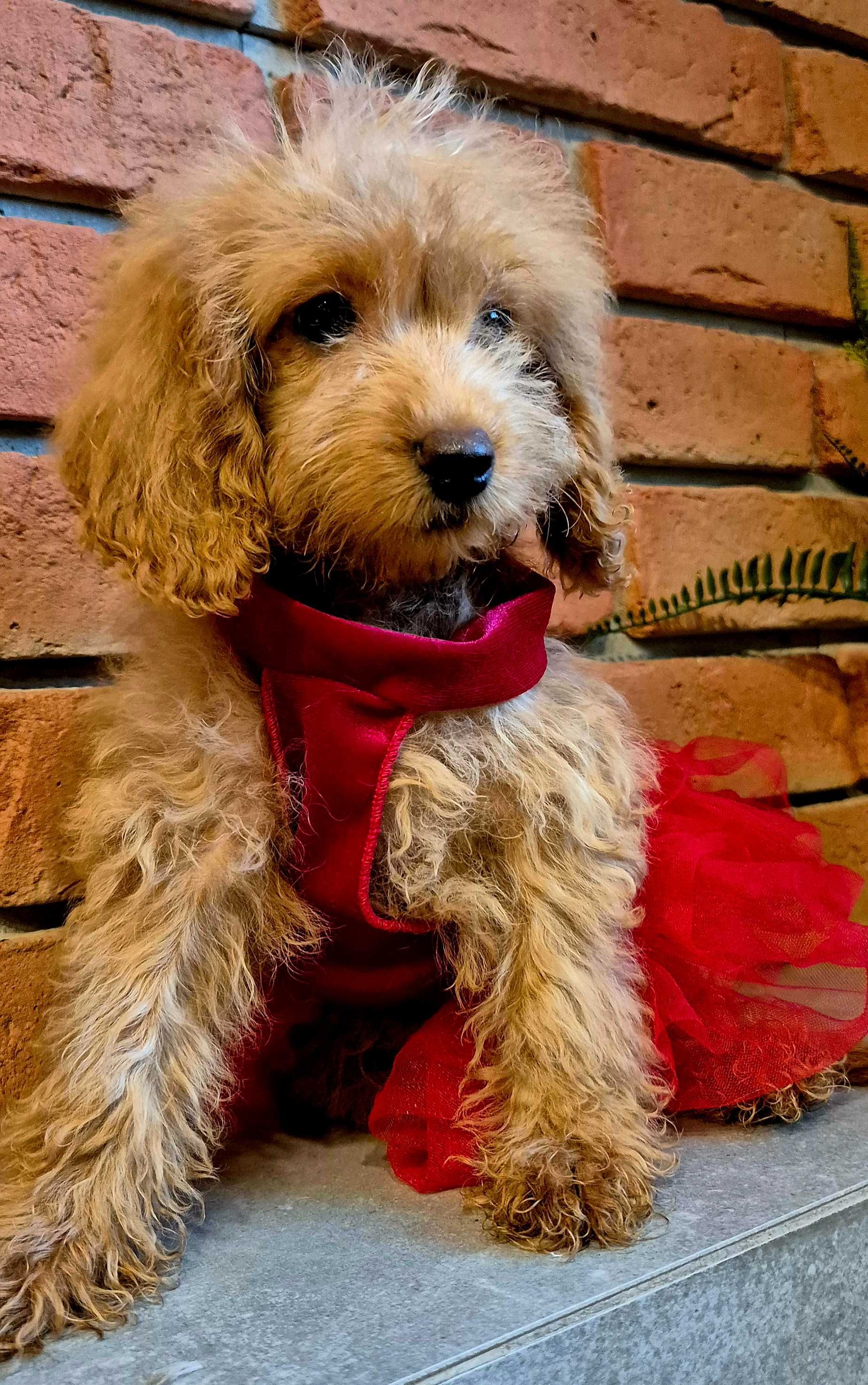 Cockapoo f1b  mała dziewczyna do odbioru