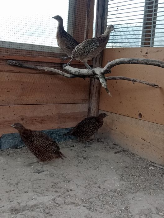 Bażanty mongolskie i melanistyczne