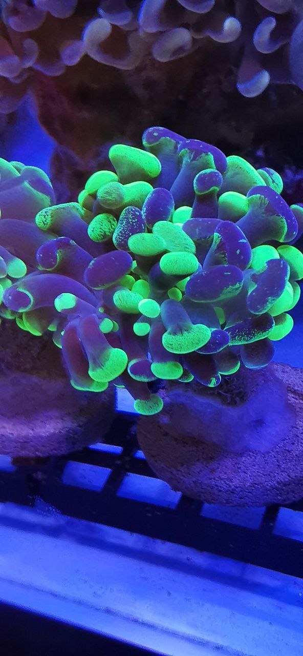 Koralowce: goniopora, euphyllia, zoanthus, caulastrea. Fitoplankton