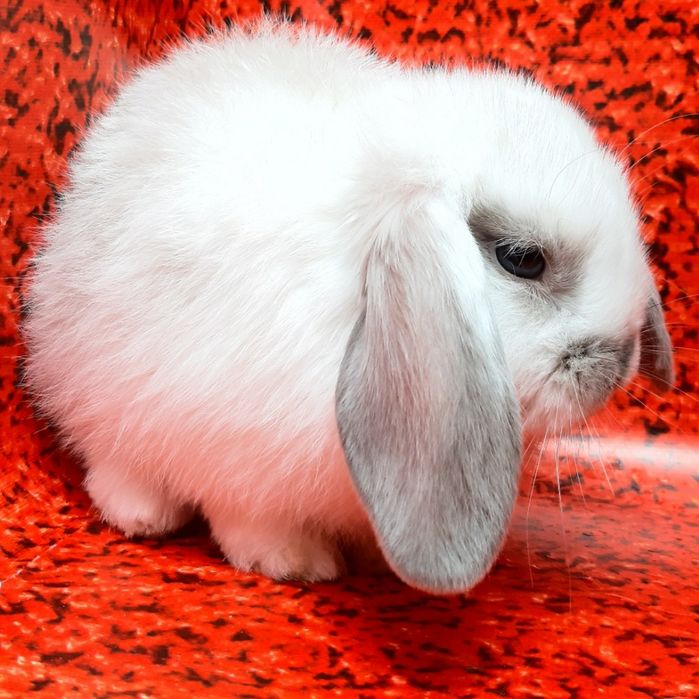 Карликовые миниатюрные декорат.торчеухие и вислоухие кролики и клетки