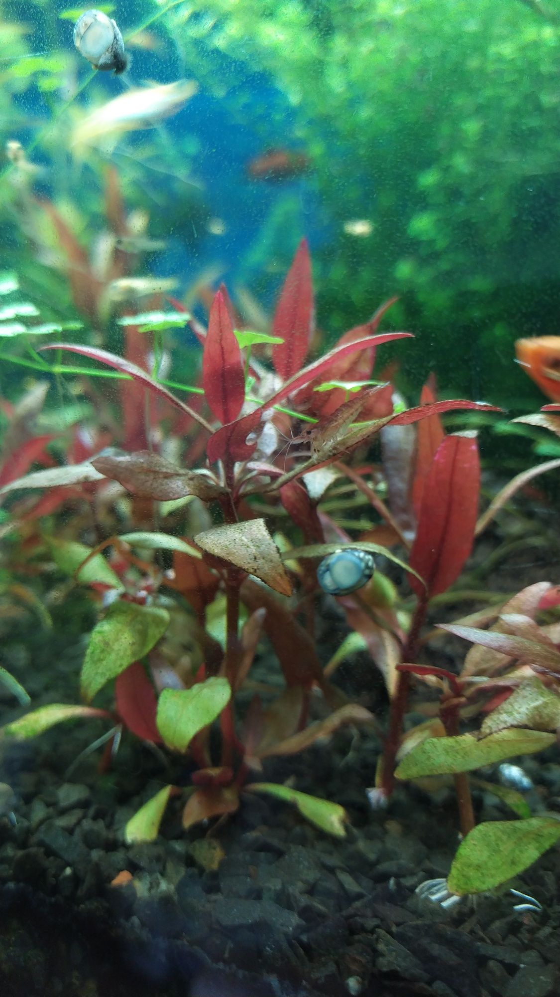Растения и рыба в аквариум