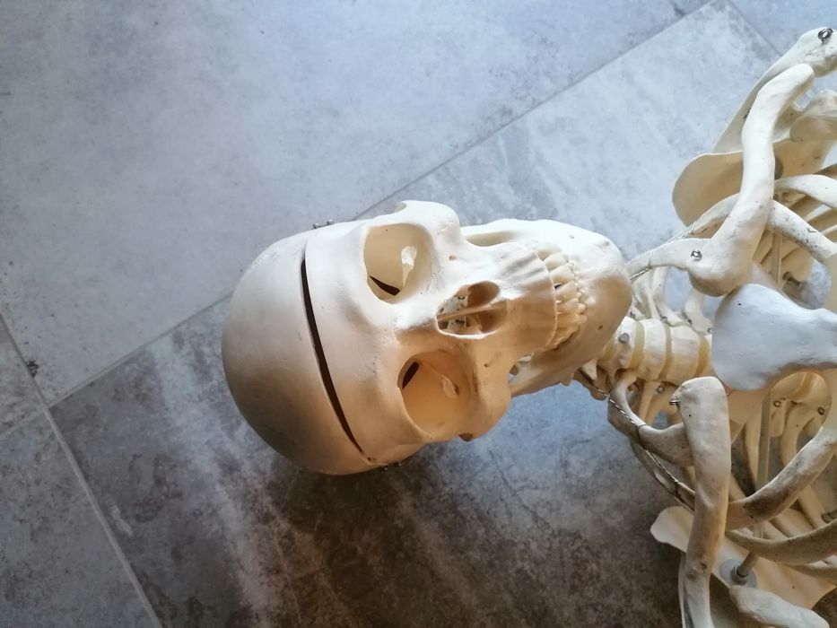 Szkilet edukacyjny człowieka  150 cm