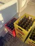 7 Grades de cerveja com garrafa incluida Super bock e Cristal