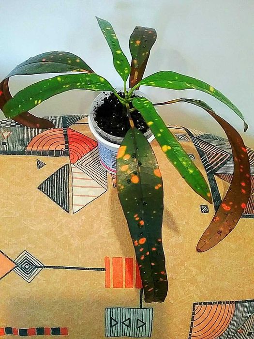 Кротон   Golden Glow(Голден глоу) та різні колекційні   види кротонів.