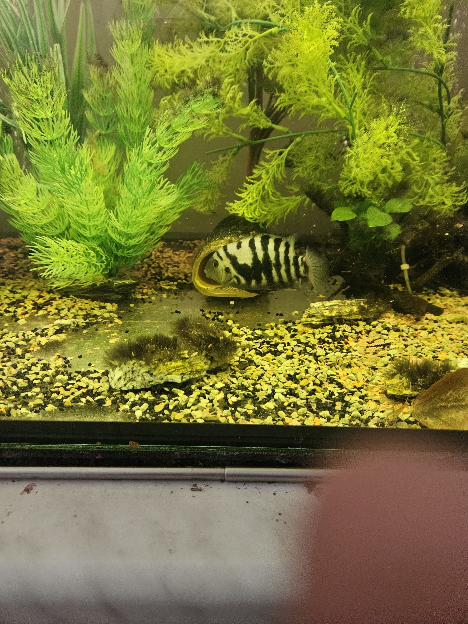 Pielegnica Zebra