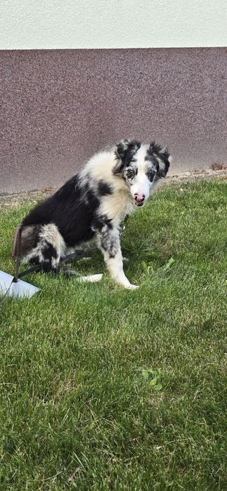 Border Collie suczka