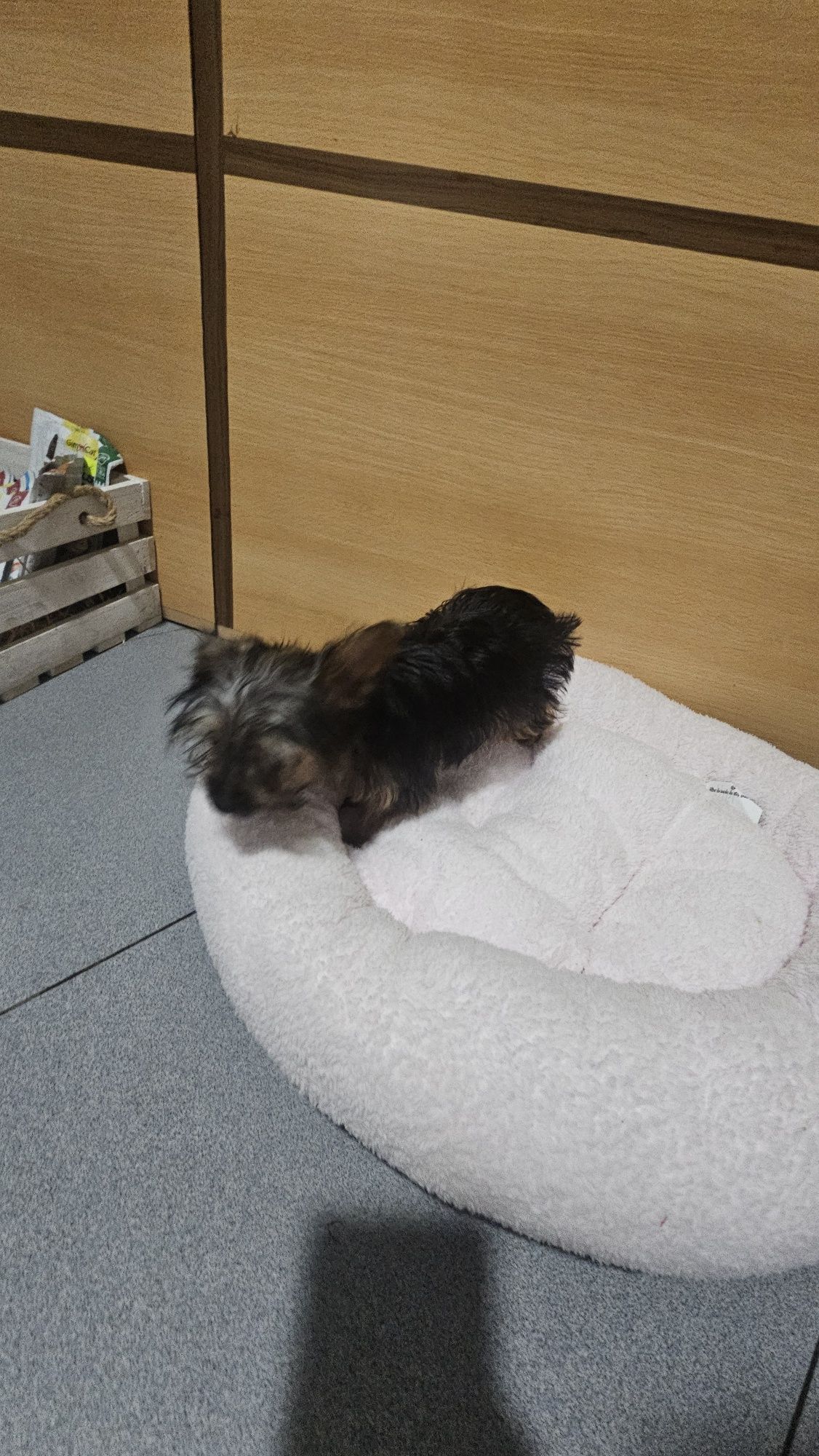 Yorkhire terrier Mini fêmea