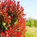 Fotinias Grandes 170 cms
