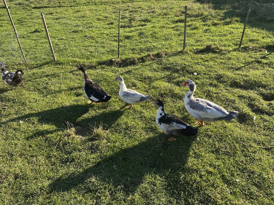 Kaczki, kaczory francuskie