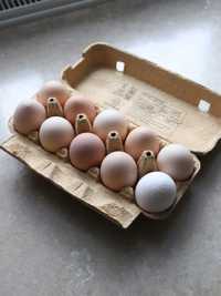 wiejske jajka od szczęśliwych kurek:)