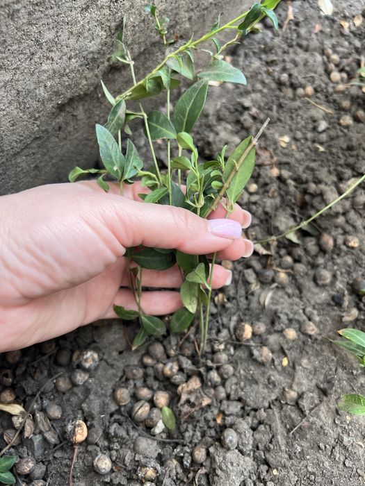 Барвинок вариегатный и атропурпурея